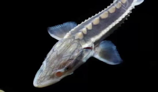 Scientists witness first wild reproduction of Yangtze sturgeon after decades of conservation