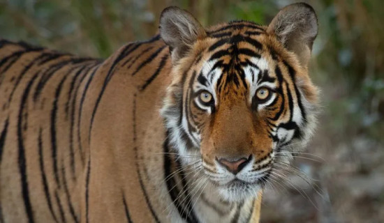 Remembering India's iconic crocodile-hunting tigress
